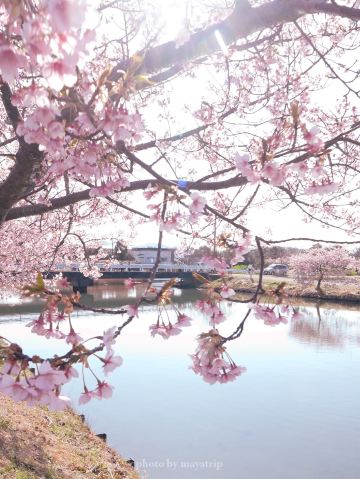 水面に映る桜のリフレクション【三重】 | Trip.com 松阪