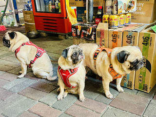 港島東 免費親親小狗小貓店長 經典坐電車及購物 美食一天遊