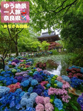 あじさゐ回廊4箇所の内の1つ「室生寺」
室生寺は今年で2回目のあじさゐ回廊開催となります
⁡
あじさい回廊は「長谷寺」「岡寺」「壺阪寺」「室生寺」で開催されていますよ☺️
⁡
屋外で世界最小の「五重の塔」が有名で春には石楠花(シャクナゲ)と共に撮ることが出来ます☺️
⁡

⁡
-------❁� -------❁� ☾ ❁�------- ❁�-------
スポット.室生寺
⁡
Instagram. @murouji_temple 
⁡
🌎〒633-0421 奈良県宇陀市室生78
⁡
🅿️有料駐車場あります
⁡
撮影日.2026.6/7
⁡
撮影時間.12:00
⁡
拝観時間
8:30~17:00
※12/1~3/31の間は9:00~16:00
※寳物殿は 9:00~16:30
※12/1~3/31の間は9:30~15:30
但し受付は15:00まで
入山料
大人600円・子供400円⁡
-------❁� -------❁� ☾ ❁�------- ❁�-------
 #あじさい回廊
 #室生寺
 #naratrip
 #naraprefecture
 #あじさゐ回廊