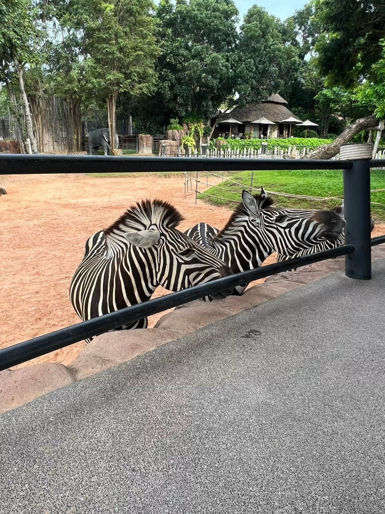 A one-day trip to Hua Hin Safari.