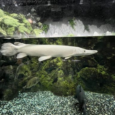 Okinawa DMM Kariyushi Aquarium. | Trip.com Tomigusuku