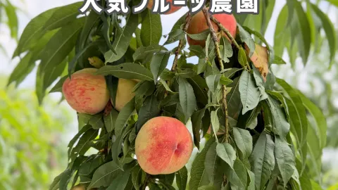 【群馬】もぎたて桃をその場で!贅沢すぎる桃狩り体験🍑✨ — traveler post in 沼田