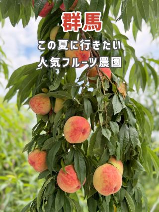 【群馬】もぎたて桃をその場で！贅沢すぎる桃狩り体験🍑✨