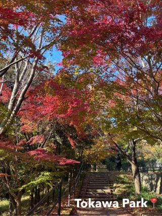 【神奈川・秋の絶景】丹沢の山並みとモミジが美しい！秦野戸川公園の紅葉散歩