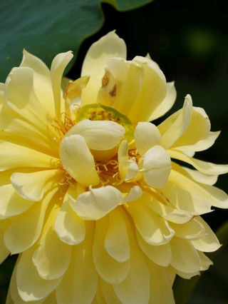 🪷 Lotus Garden at Yuanmingyuan | When Summer Blooms at Its Best