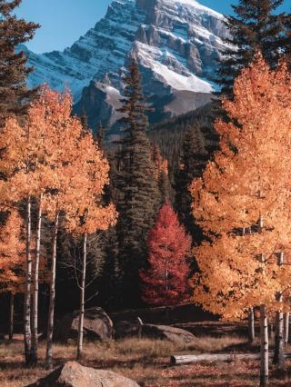 Golden Larch Magic: Experiencing Banff in the Heart of Fall