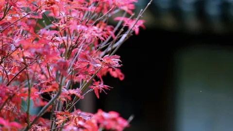 Chasing Autumn at Huishan Ancient Town 🍂 — traveler post in Wuxi