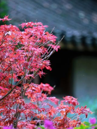 在惠山古鎮追尋秋意 