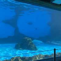  🐋 WHAT AN AMAZING AQUARIUM 🌊