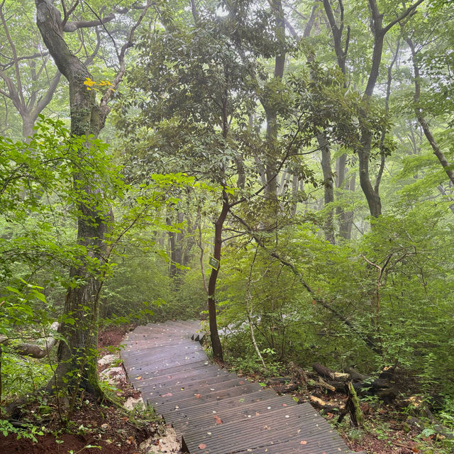 제주여행🏝️ 열다섯번째 오름, 비 오는 날 가기 좋은 붉은오름 자연 휴양림☔️