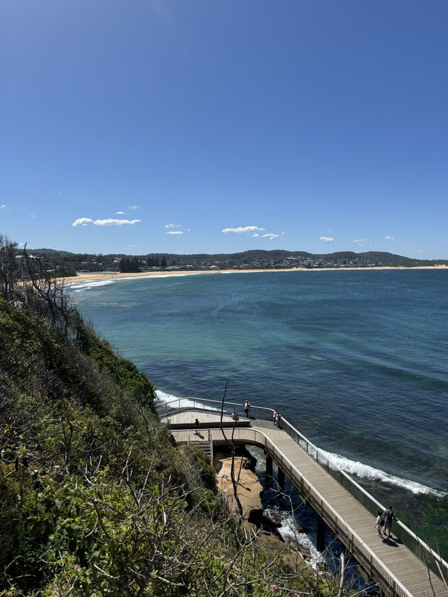 【シドニー郊外】癒し旅。Terrigal Beachでのんびり海ランチと、かわいいペリカンたちに会える場所