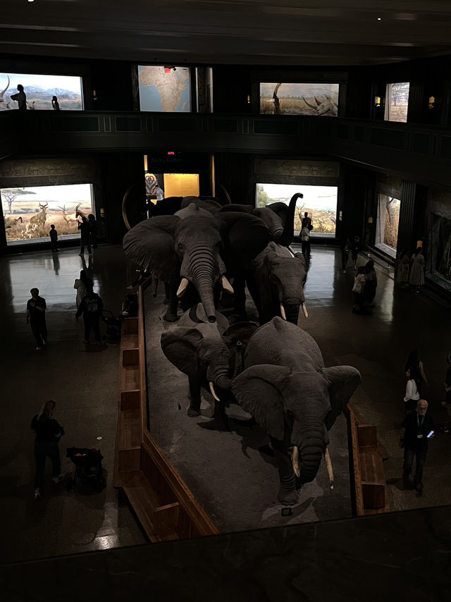 人気映画night museum のロケ地？！アメリカ自然史博物館