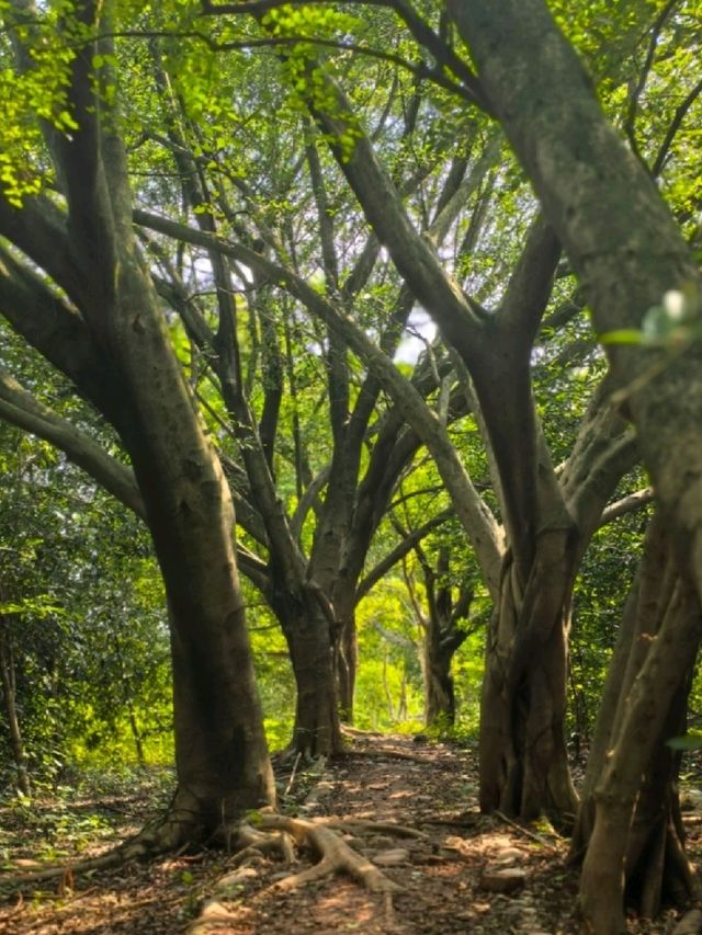 長江森林公園空氣清新