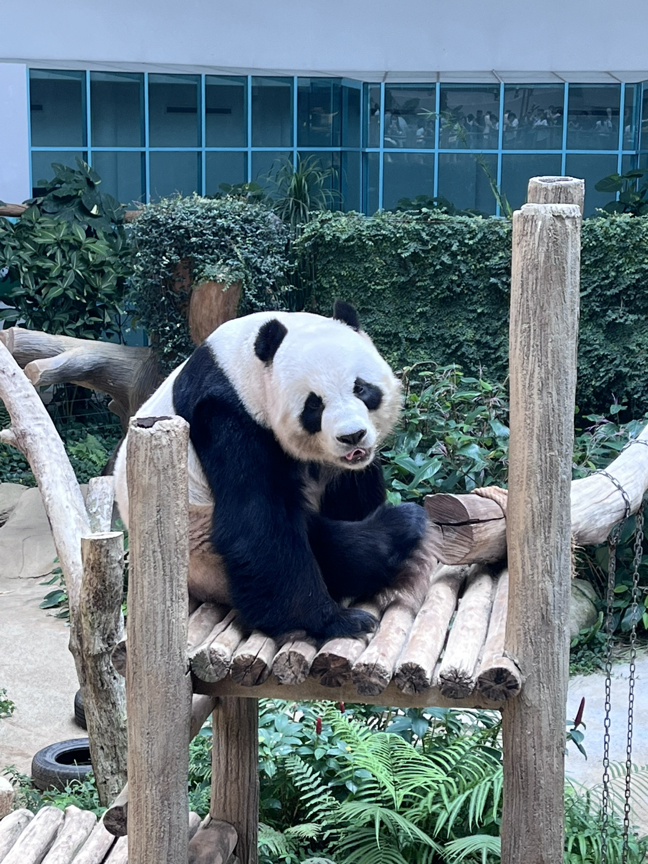 ประสบการณ์ไปเที่ยว Zoo Negara Malaysia | เข้าฟรีวันเกิด & เจอแพนด้ายักษ์!