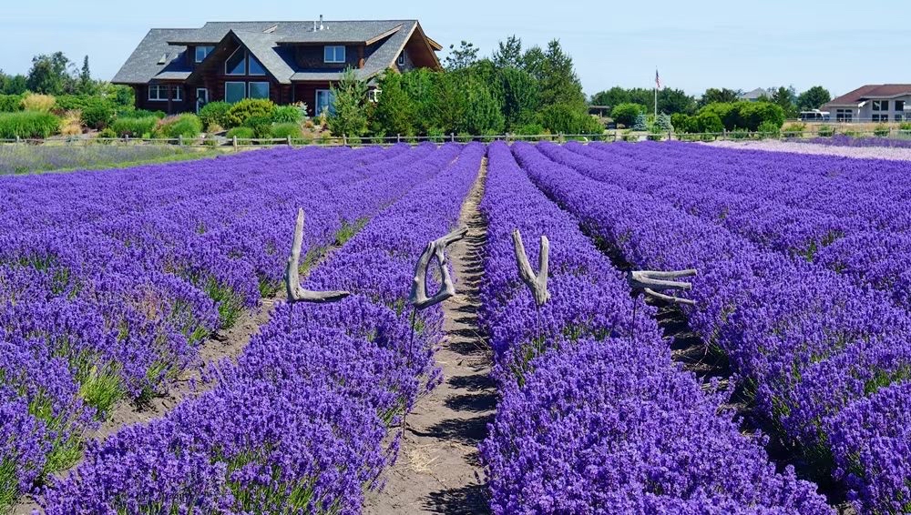 Pacific Northwest Island Blooms: A Dreamy Purple Escape