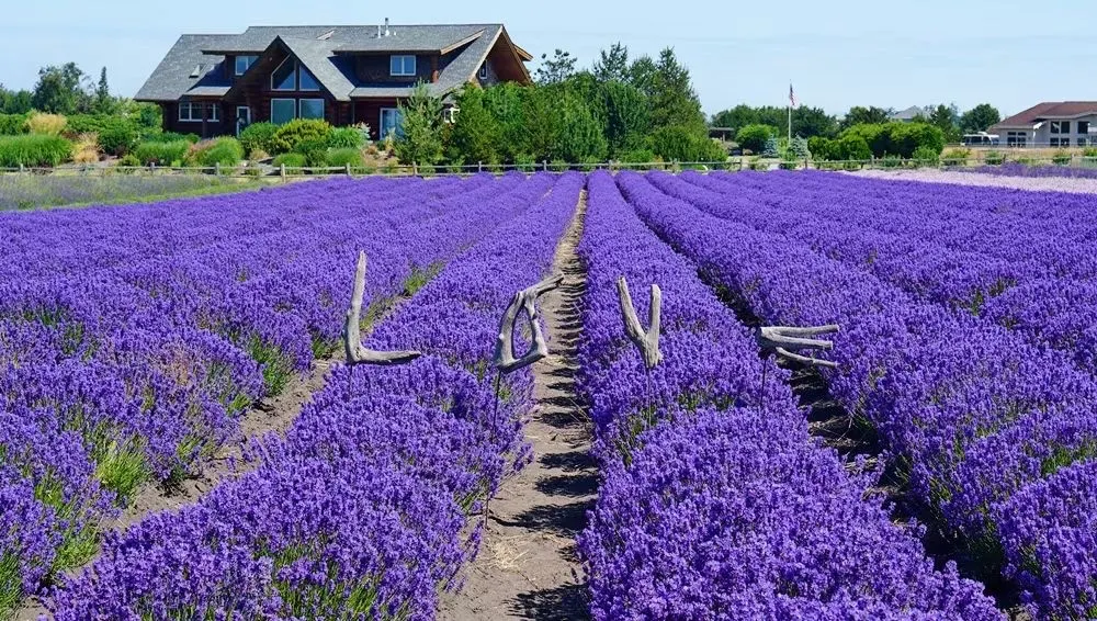 Pacific Northwest Island Blooms: A Dreamy Purple Escape