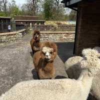 Tollcross farm park