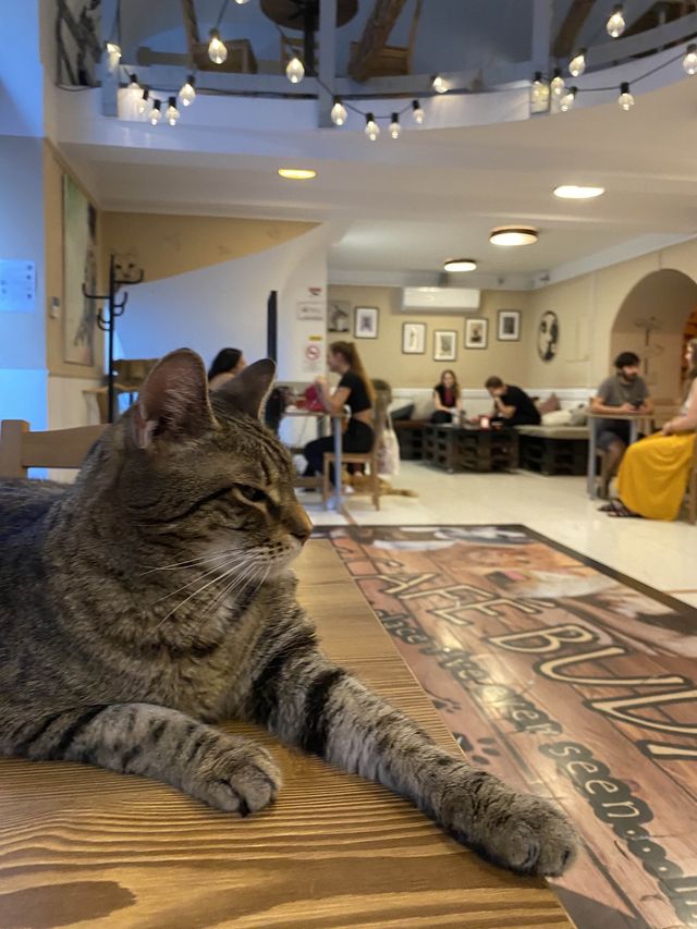 🇭🇺 Cat Cafe in Budapest 🐈
