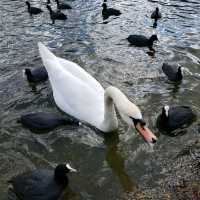 St. James's Park 聖占士公園誘人的櫻花及湖泊