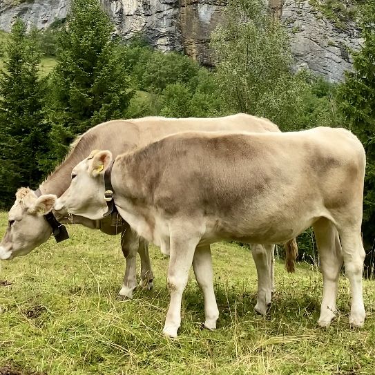 Switzerland’s Wild Cows