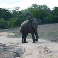Sri Lanka is the animal world  🐘🇱🇰 