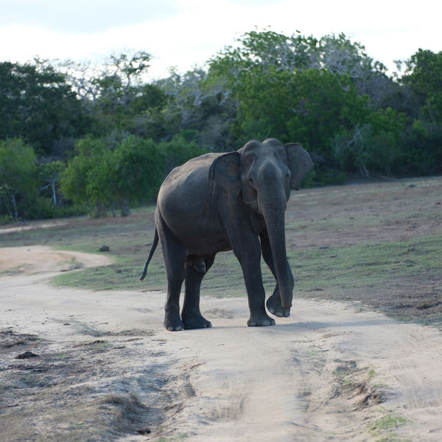 Sri Lanka is the animal world  🐘🇱🇰 