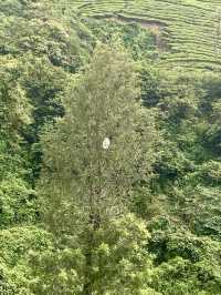 Enchanting Tea Trails