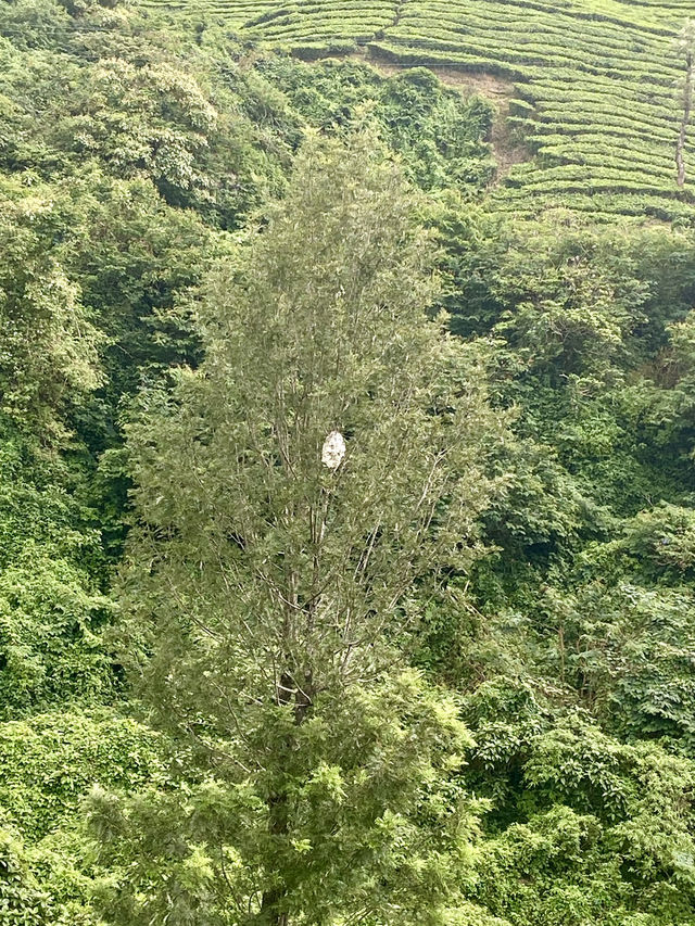 Enchanting Tea Trails