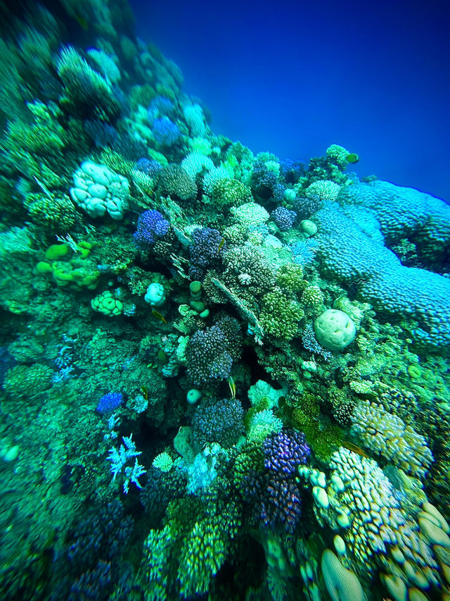 Underwater Of The Sharm El Sheikh