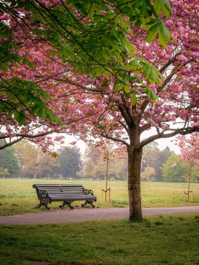 Spring in London: A Seasonal Dream 🌸🌷