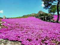 HWANGMAESAN DO QUEN FLOWER FESTIVAL