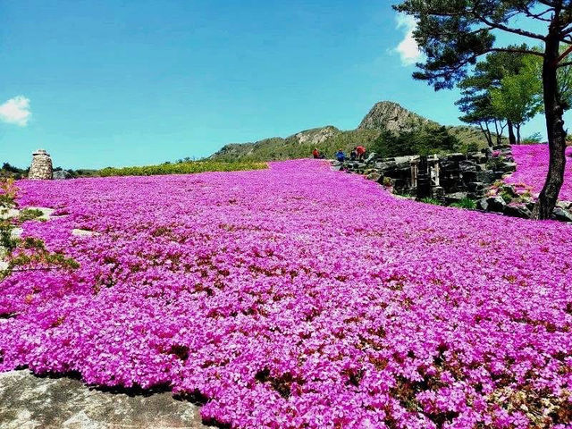 HWANGMAESAN DO QUEN FLOWER FESTIVAL