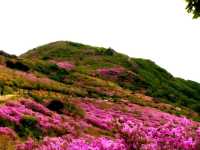 HWANGMAESAN DO QUEN FLOWER FESTIVAL