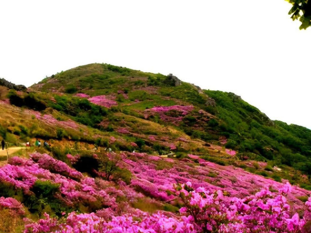 HWANGMAESAN DO QUEN FLOWER FESTIVAL