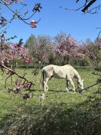 The most beautiful trail near Leuven only in April