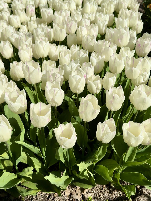 From Tulip Beds to Cliffside Views