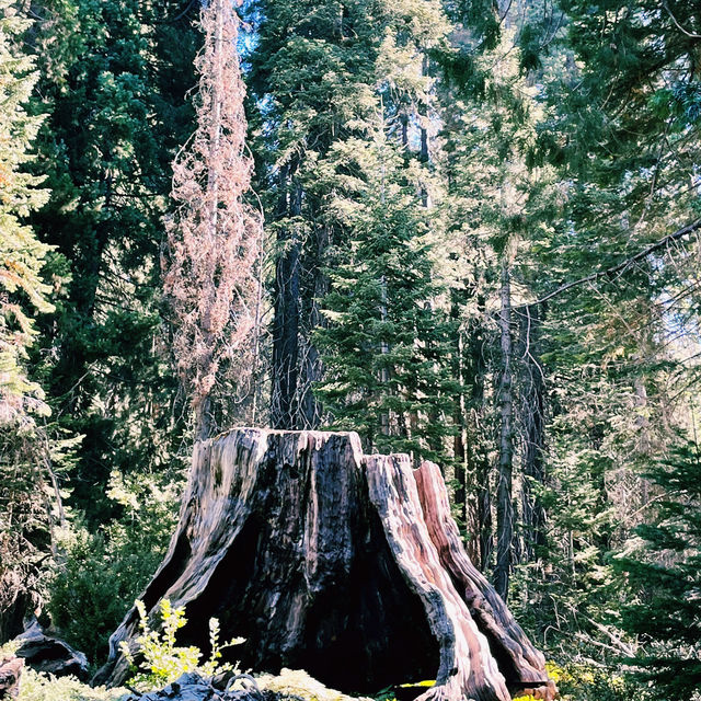 🚗 Transportation Tips for Visiting Sequoia National Park