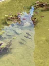 Chill time at Tbilisi botanical garden 