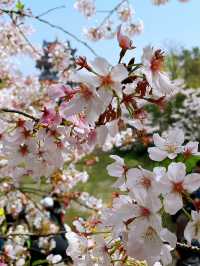 Wuxi’s Cherry Blossom Forest – What a Find!!
