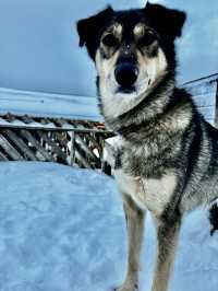 DOG SLEDDING: excellent experience, dogs are really happy