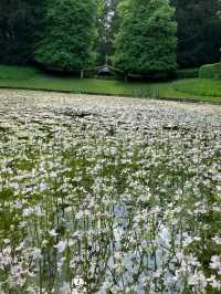 🌿 Rousham Gardens – England’s Timeless Landscape Escape
