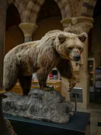 🏛️ Oxford University Museum of Natural History – Gothic Wonder & Scientific Treasure