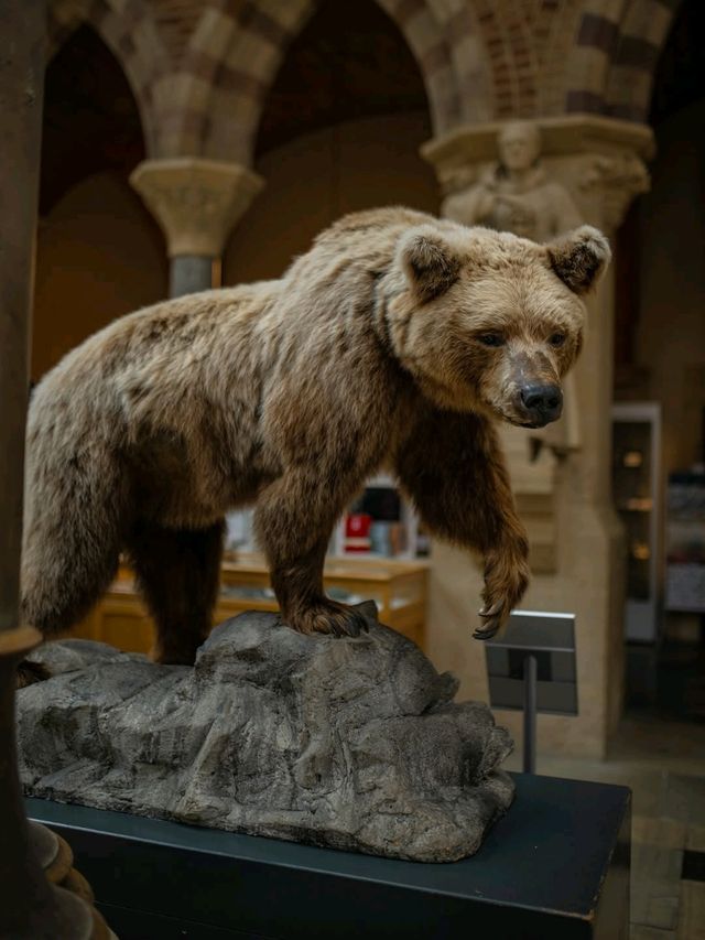 🏛️ Oxford University Museum of Natural History – Gothic Wonder & Scientific Treasure