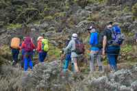 6 Days Kilimanjaro Climbing Group Joining Tour via the Machame Route