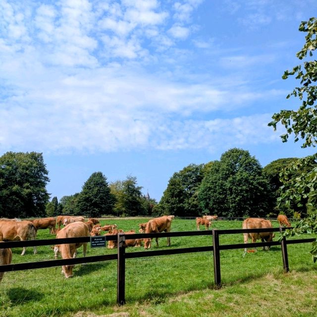 The best way to soak up the rare Irish sun 😎🇮🇪 The best way to soak up the rare Irish sun 😎🇮🇪