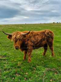 Highland Cows at Jacksons at Jedburgh – Gentle Giants with Serious Charm
