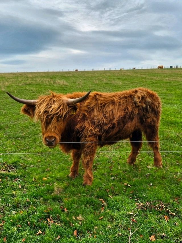 Highland Cows at Jacksons at Jedburgh – Gentle Giants with Serious Charm