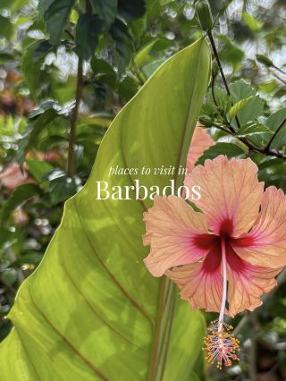 คุณเคยไปบาร์เบโดสหรือเปล่า?