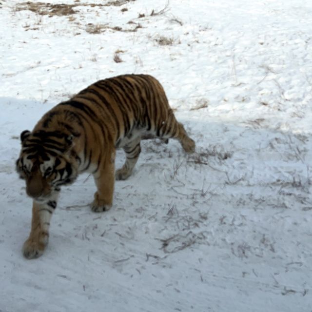 SIBERIAN TIGER PARK