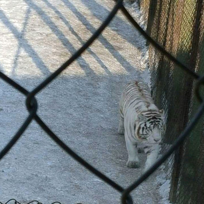 Siberian Tiger Park in Harbin 🇨🇳